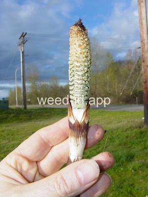horsetail, giant