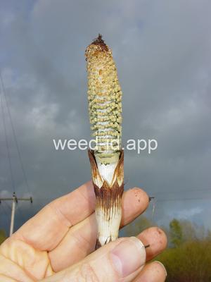 horsetail, giant