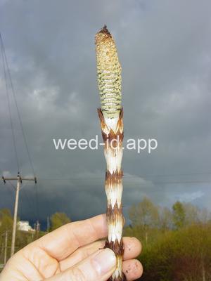horsetail, giant