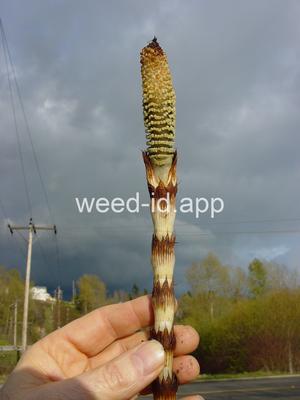horsetail, giant