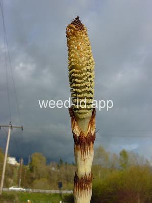 horsetail, giant
