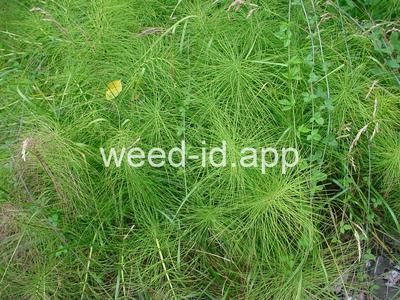 horsetail, giant