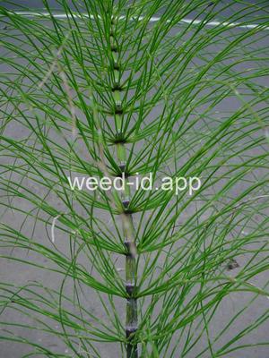 horsetail, giant