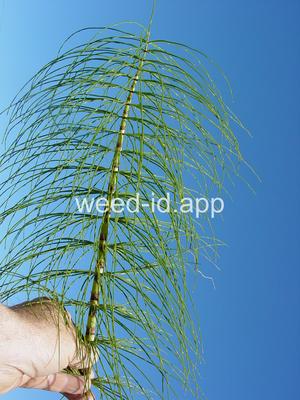 horsetail, giant