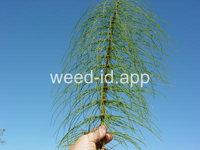 horsetail, giant