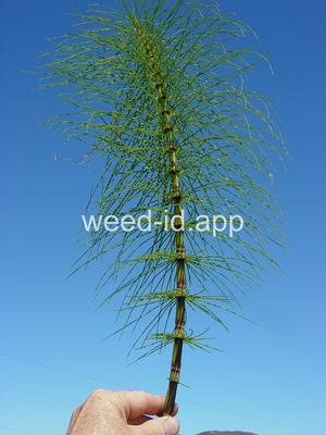 horsetail, giant