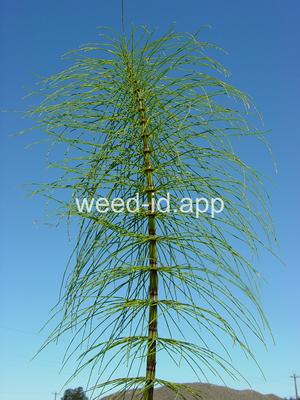 horsetail, giant