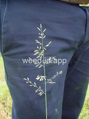 Eragrostis barrelieri