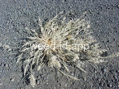 Eragrostis cilianensis