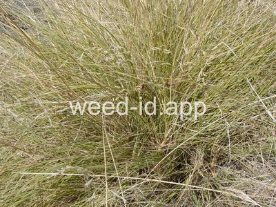 Eragrostis curvula