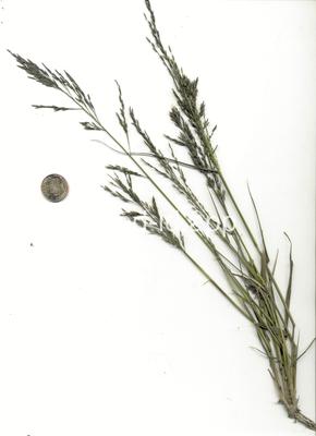 Eragrostis pectinacea