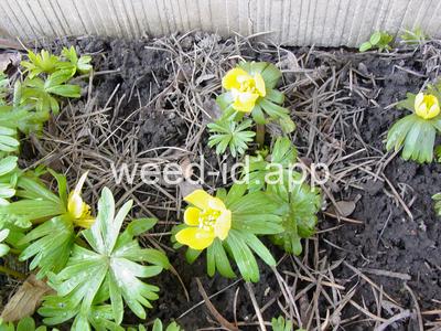 Eranthis hyemalis