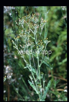 Erechtites glomerata