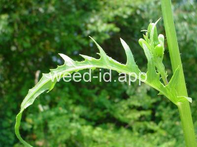 Erechtites hieracifolia