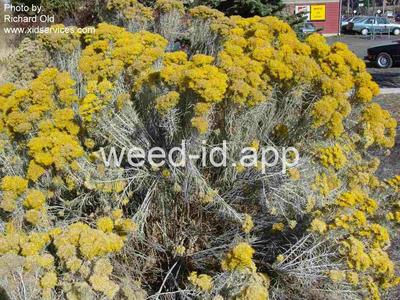rabbitbrush, gray