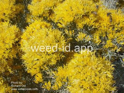 rabbitbrush, gray