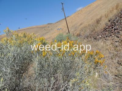 rabbitbrush, gray