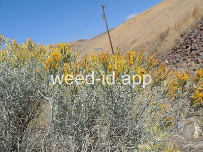 rabbitbrush, gray