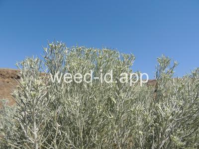 rabbitbrush, gray