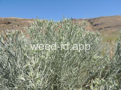 rabbitbrush, gray