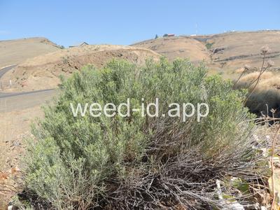 rabbitbrush, gray