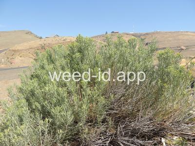 rabbitbrush, gray