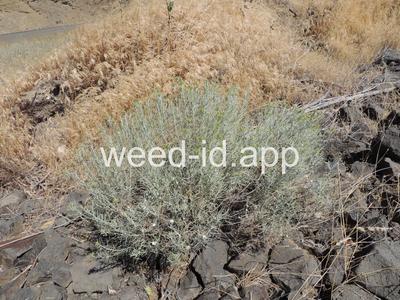 rabbitbrush, gray