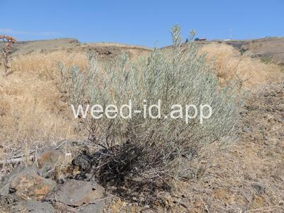 rabbitbrush, gray