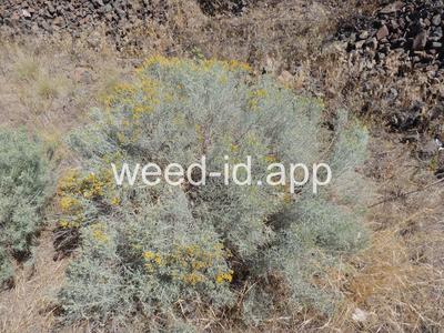 rabbitbrush, gray
