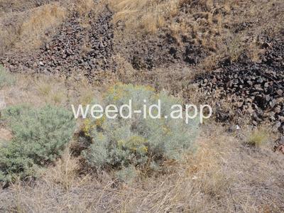 rabbitbrush, gray