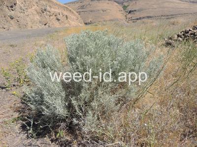 rabbitbrush, gray