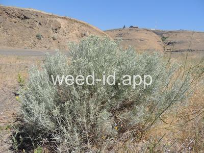 rabbitbrush, gray