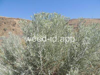 rabbitbrush, gray