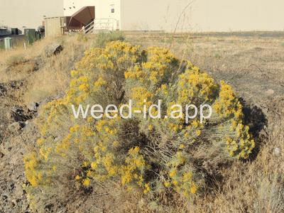 rabbitbrush, gray