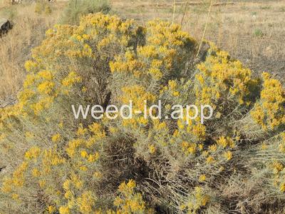 rabbitbrush, gray