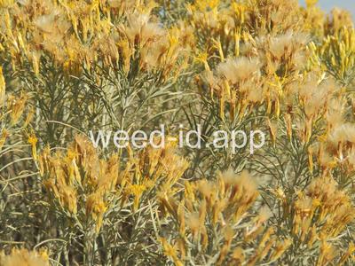 rabbitbrush, gray