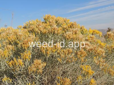 rabbitbrush, gray