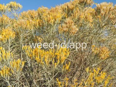 rabbitbrush, gray