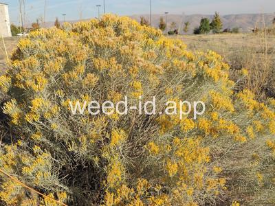 rabbitbrush, gray