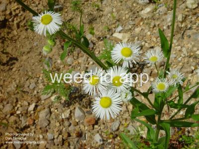 fleabane, annual
