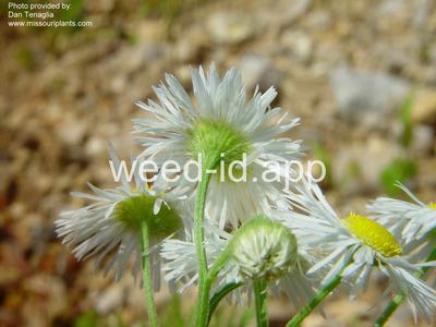 fleabane, annual