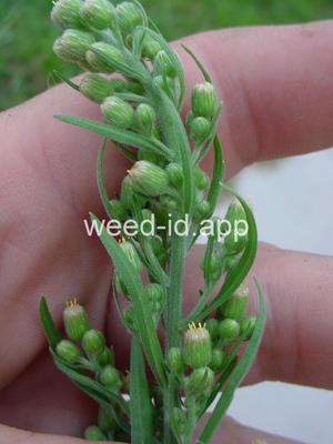 fleabane, hairy