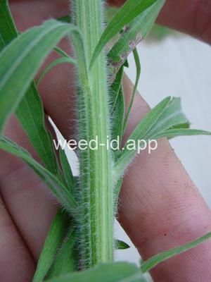 fleabane, hairy