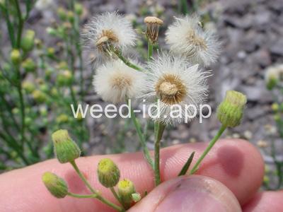 fleabane, hairy