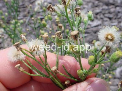 fleabane, hairy