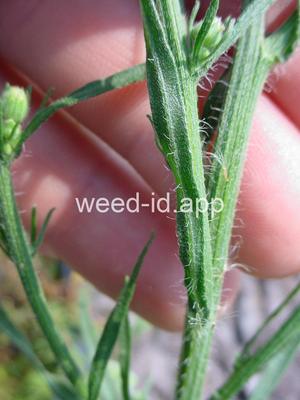 fleabane, hairy