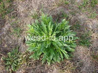 horseweed