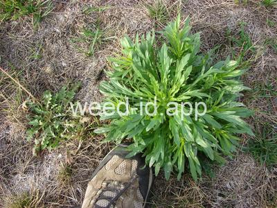 horseweed
