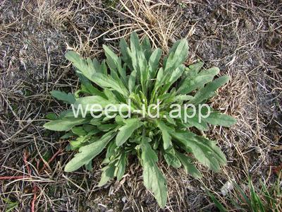 horseweed