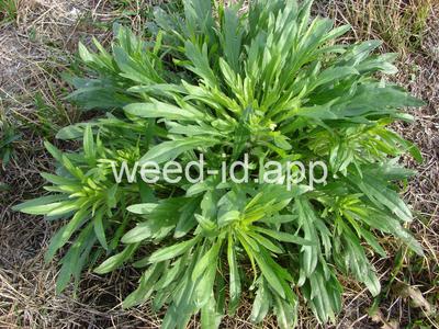 horseweed